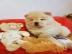 Wundersch?ne Chow Chow Welpen