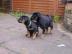 Wundersch?ne Rottweilerwelpen