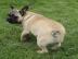Franz?sische Bulldogge