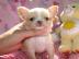 Weihnachten Mini-Chihuahua-Welpen mit P