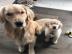 Liebevolle Golden Retriever Welpen f�r R