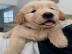 Liebevolle Golden Retriever Welpen f�r R