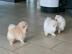 Pomeranien Welpen