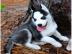 Reinrassige Blue Eye Siberian Husky Welp