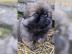 KNUFFIGE PEKINESE WELPEN ZU VERKAUFEN re