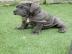 Neapolitan Mastiff Welpen zur Verf�gung. 