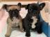 Wundersch?ne franz?sische Bulldoggen