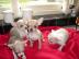 Chihuahua Welpen