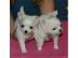 ausgefallen sch�ne Chihuahua - Welpen