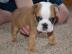 Englische Bulldoggenwelpen der Prinzessi