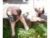 S��er Mops Welpe