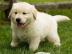 Zuhause ausgebildete Labrador Retriever