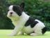 Franz�sische Bulldoggen welpen