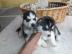 Mini pomsky Welpen auf der Suche nach
