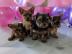 Yorkshire Terrier Welpen mit Ahnentafel