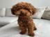 toy poodle