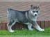 Unsere Siberian Husky Welpen