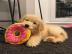 Entz�ckende golden retriever-Welpen f�r