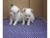 Chihuahua Schoko, Lilac, usw.  Welpen
