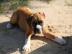S??e Boxer-Welpen abzugeben