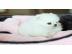 Annehmen Ihre Spitz H�ndchen