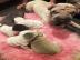 Sch?ne SHAR PEI welpen