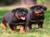 Rottweiler WhatsApp (+49 1577 5146118)