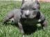 American Pitbull Welpen ab sofort verf�g