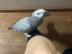Graupapageien babys und macaw papageien