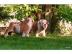2 s��e Englische Bulldogge Welpen FCI