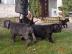 Mastino Napoletano
