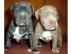 American Pit Bull Terrier Welpen