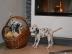 Dalmatiner Welpen