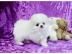 Wundersch�ne Mini Pomeranian Zwergspitz