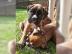 Sch�ne Boxerwelpen 12 Wochen