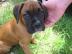 Boxer Welpen 120 EUR