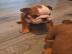 Wundersch�ne englische Bullenhunde mit W