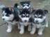 Traumhaft sch�ne Husky - Welpen
