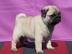 MOPS-WELPEN