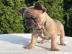Frenchies f?r Rehoming