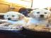 Wundersch?ne Golden Retriever Welpen