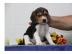 s??e liebende Beagle-Welpen, die so schn