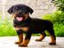 Rottweiler Welpen suchen ein neues zuhau