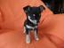 MINI FCI CHIHUAHUA WELPEN 265 EUR