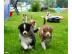 Aussiewelpen aus seri�ser qualifizierter