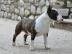 R�den, H�ndinnen Miniatur Bullterrier vo