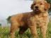 Golden Retriever puppies