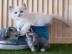 Herzallerliebste Ragdoll Kitten