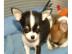 Wundersch�ne Chihuahua Welpen,lang und k