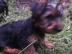 Miniatur-Yorkshire-Terrier-Welpen